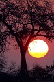 Coucher de soleil dans le Parc de Kruger en Afrique du Sud. Coucher de soleil ; ombre ; lumière ; Kruger ; Afrique du sud ; Parc National 