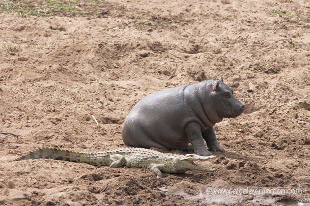 HIPPOPOTAMES (hippopotamus amphibius) + CROCODILE du NIL (crocodylus niloticus)